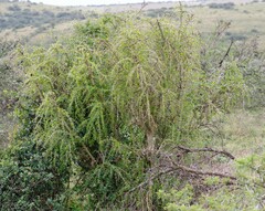 Canthium spinosum