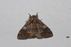 Notodonta dromedarius