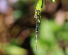 Austroagrion watsoni