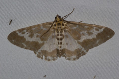 Pogonopygia nigralbata