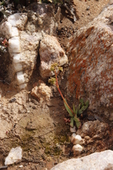 Crassula nudicaulis