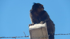 Callithrix penicillata