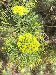 Hymenolepis crithmifolia