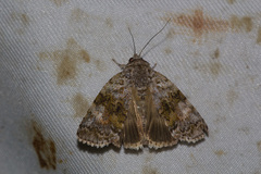 Eubolina impartialis