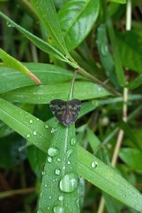 Ricaniidae