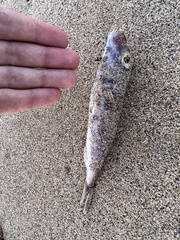 Sphoeroides marmoratus