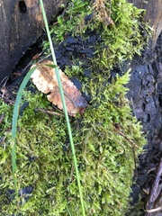 Amblystegium serpens