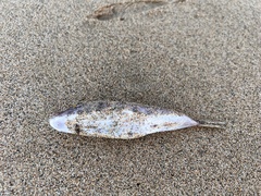 Sphoeroides marmoratus