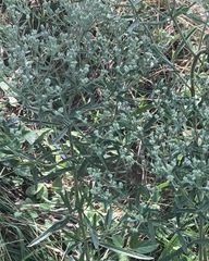 Eupatorium hyssopifolium