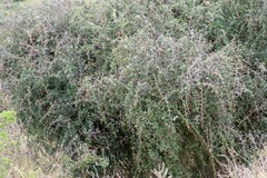 Gymnosporia polyacantha