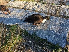 Anas platyrhynchos domesticus