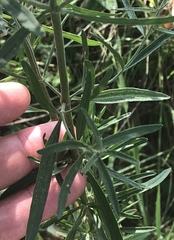 Eupatorium hyssopifolium