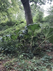 Gunnera