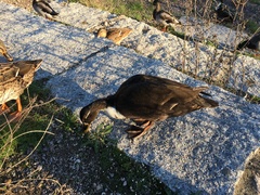 Anas platyrhynchos domesticus