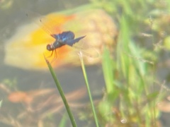 Rhyothemis triangularis