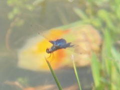 Rhyothemis triangularis