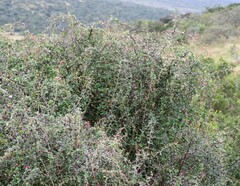 Gymnosporia polyacantha