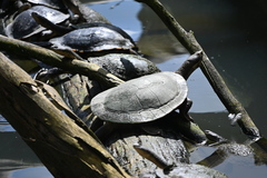 Emydura macquarii