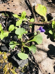 Viola sieberiana