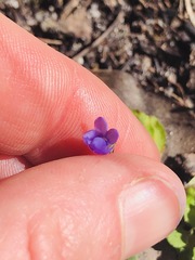 Viola sieberiana