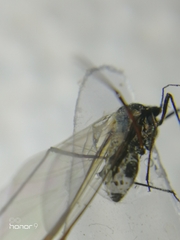 Aphididae