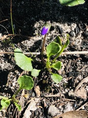 Viola sieberiana