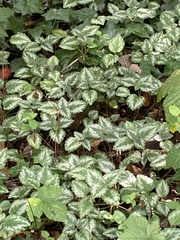 Lamium galeobdolon argentatum
