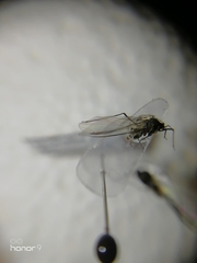 Aphididae