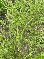 Asparagus africanus
