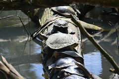 Emydura macquarii