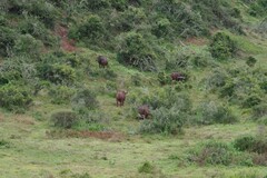 Syncerus caffer caffer