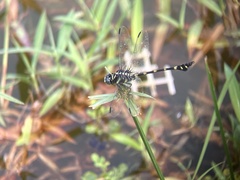 Ictinogomphus decoratus