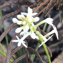 Stackhousia