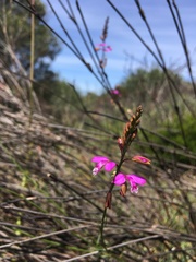 Polygala garcinii