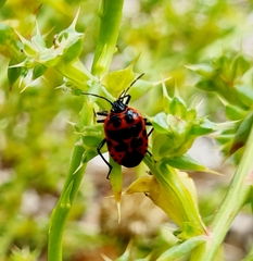 Eurydema spectabilis