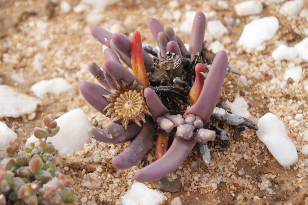 Cheiridopsis braunsii 2