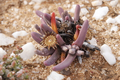 Argyroderma fissum