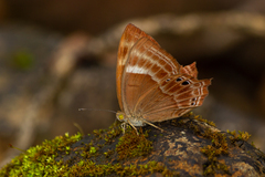 Abisara bifasciata