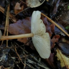 Rhodocollybia