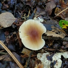 Rhodocollybia