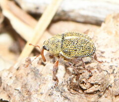 Ceutorhynchinae