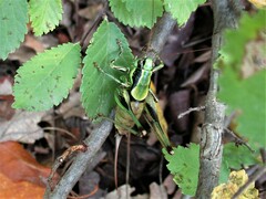 Eupholidoptera schmidti
