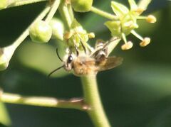 Colletes hederae