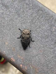 Capnodis tenebricosa