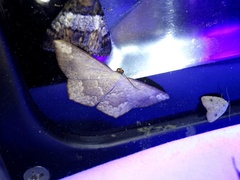 Peratostega deletaria