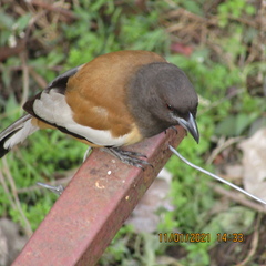 Dendrocitta vagabunda