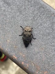 Capnodis tenebricosa