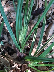 Carex breviscapa