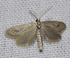 Dissoctena albidella