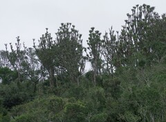 Euphorbia triangularis